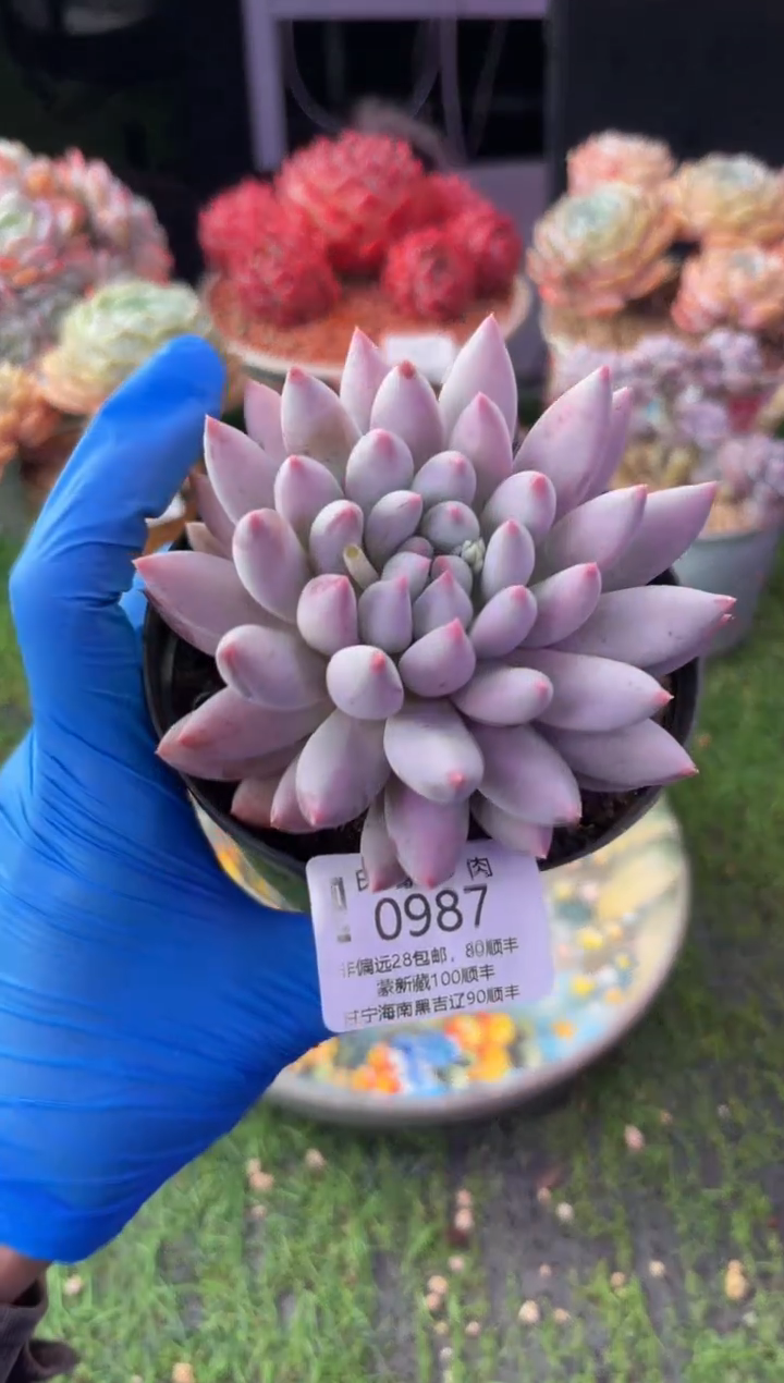 昆明印象多肉0987