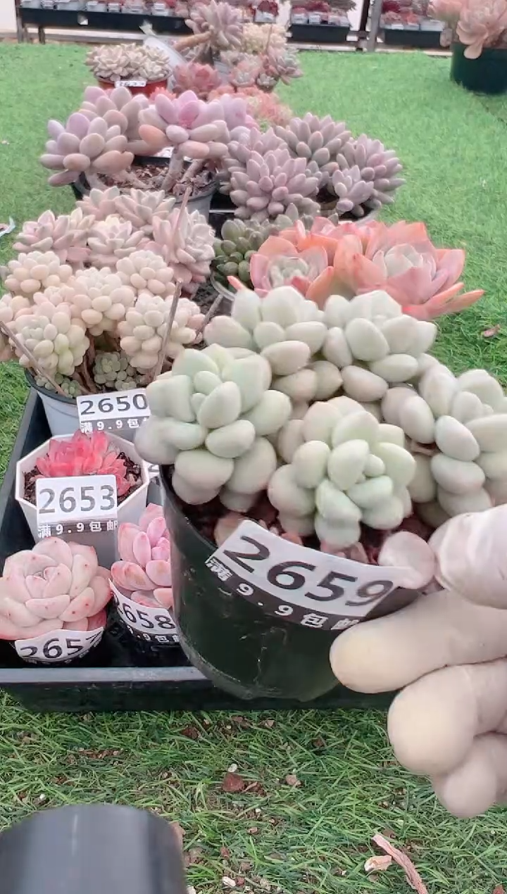 【闪购商品】信福多肉一物一拍