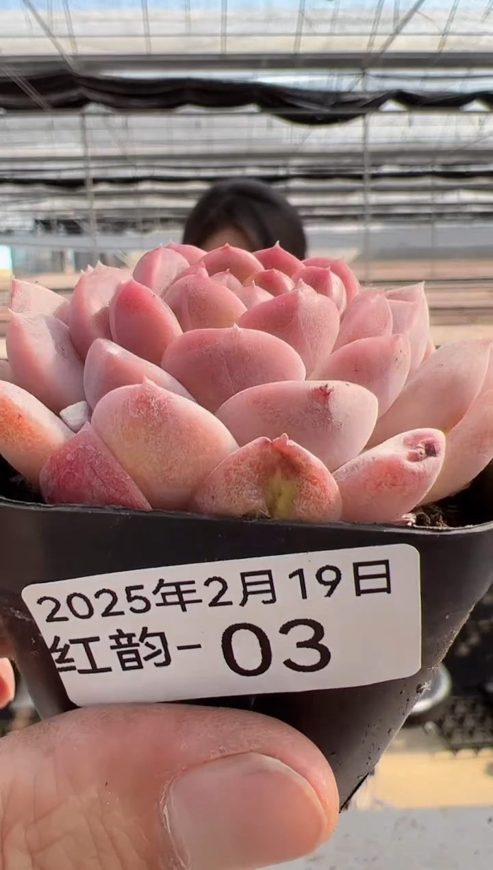 【闪购商品】红韵-3