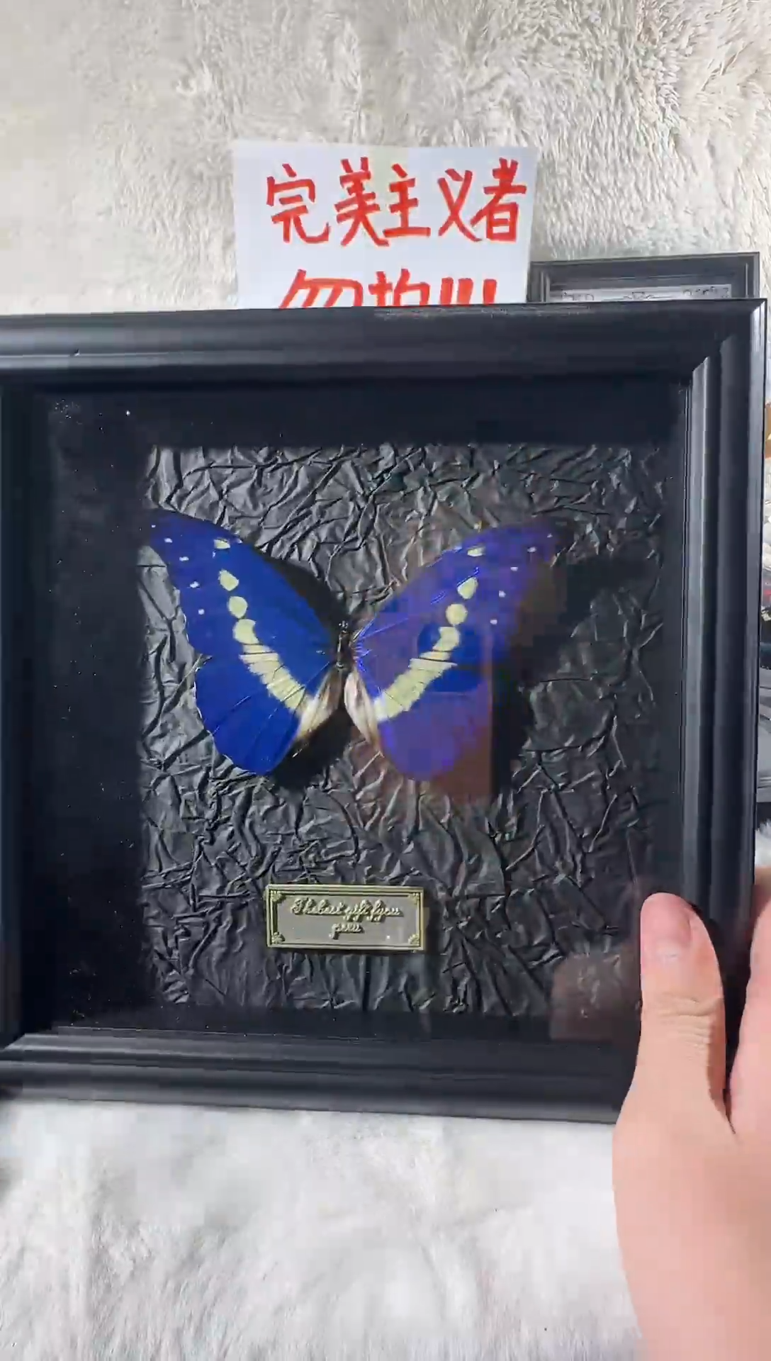 木光明女神闪蝶相框   