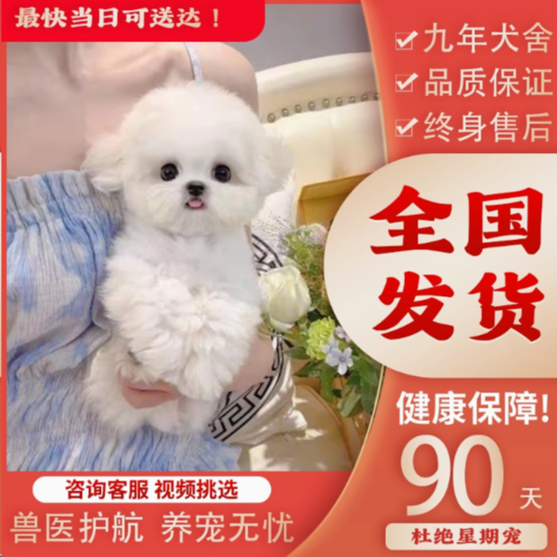 可爱超萌小体型博美比熊泰迪熊