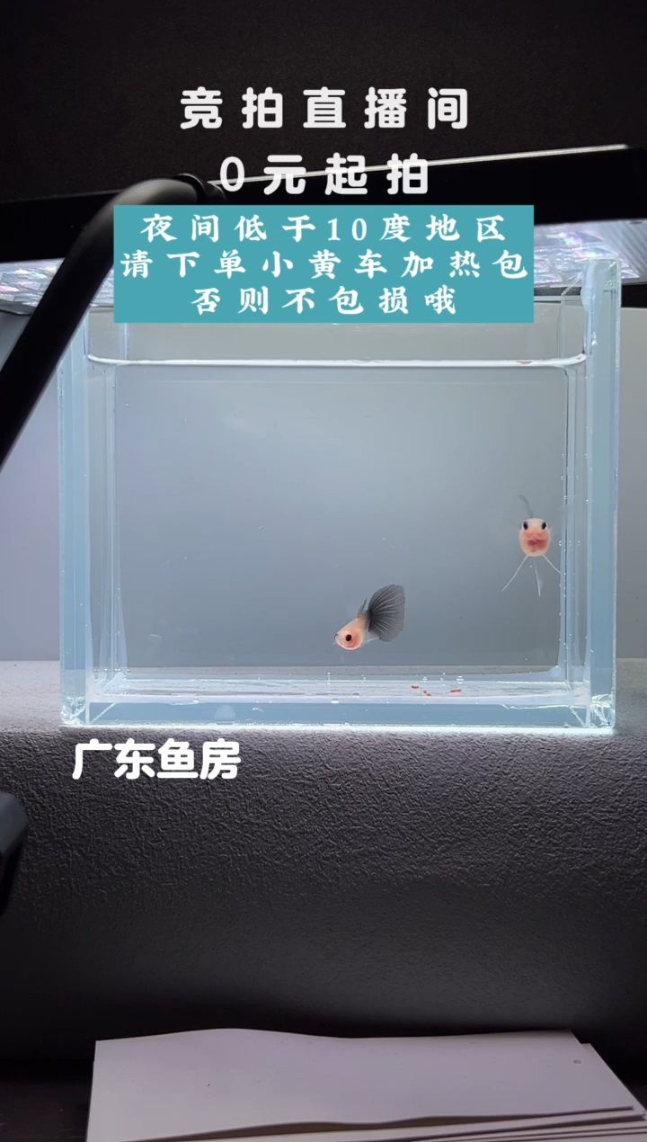 孔雀鱼超透C玻璃猫一对编号86