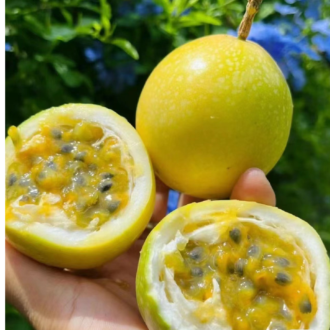 百香果《大果》