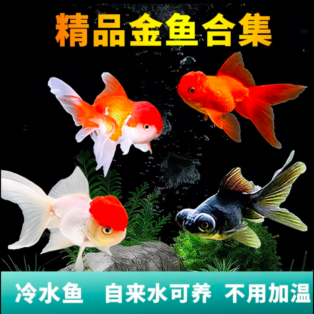【小鱼礼包】小尺寸好养耐活冷水观赏国粹金鱼4-6厘米8条好养包邮