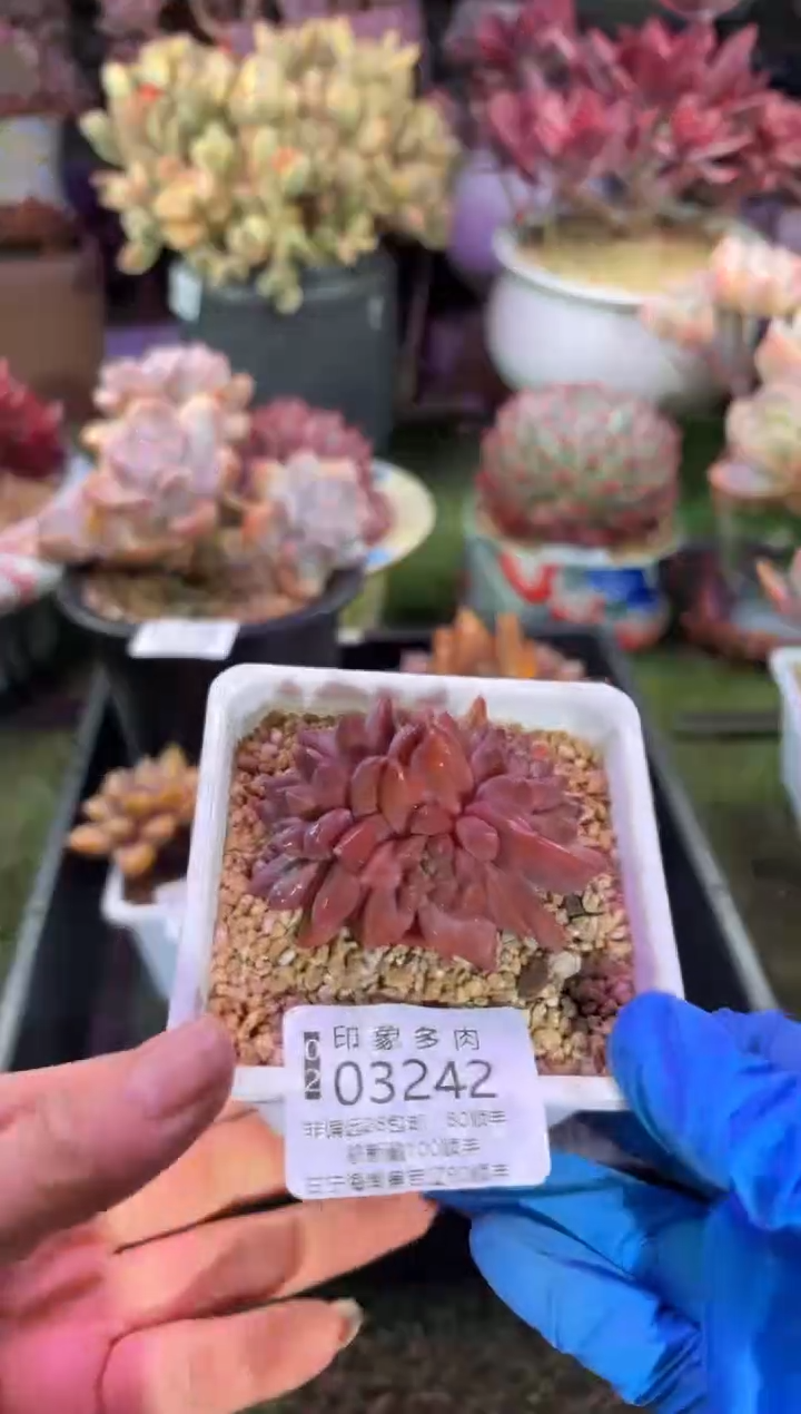 【闪购商品】03242