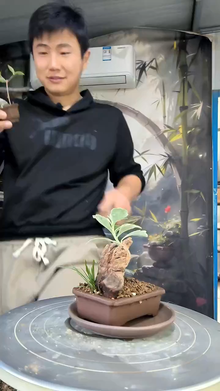 食****姐中青园艺一物一拍花427