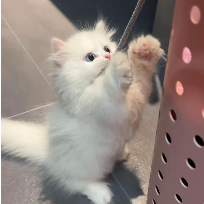 猫咪活体链接兰金矮脚银剑层蓝猫包子脸布偶金吉拉