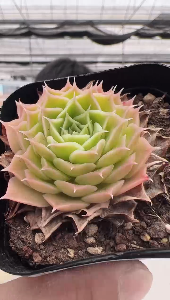 新款多肉------83