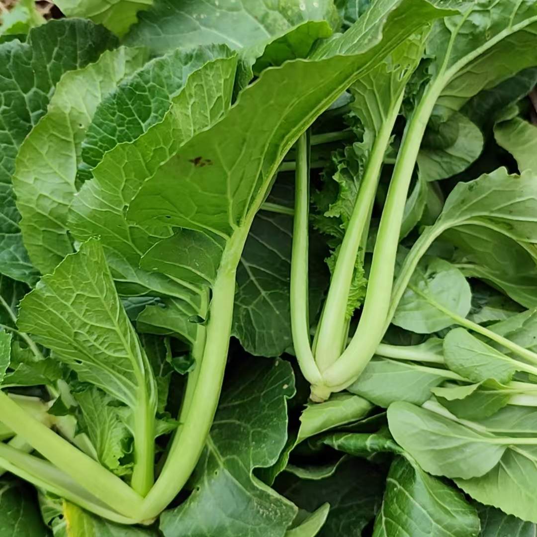 农家新鲜油菜【邱村农耕.天生好物】