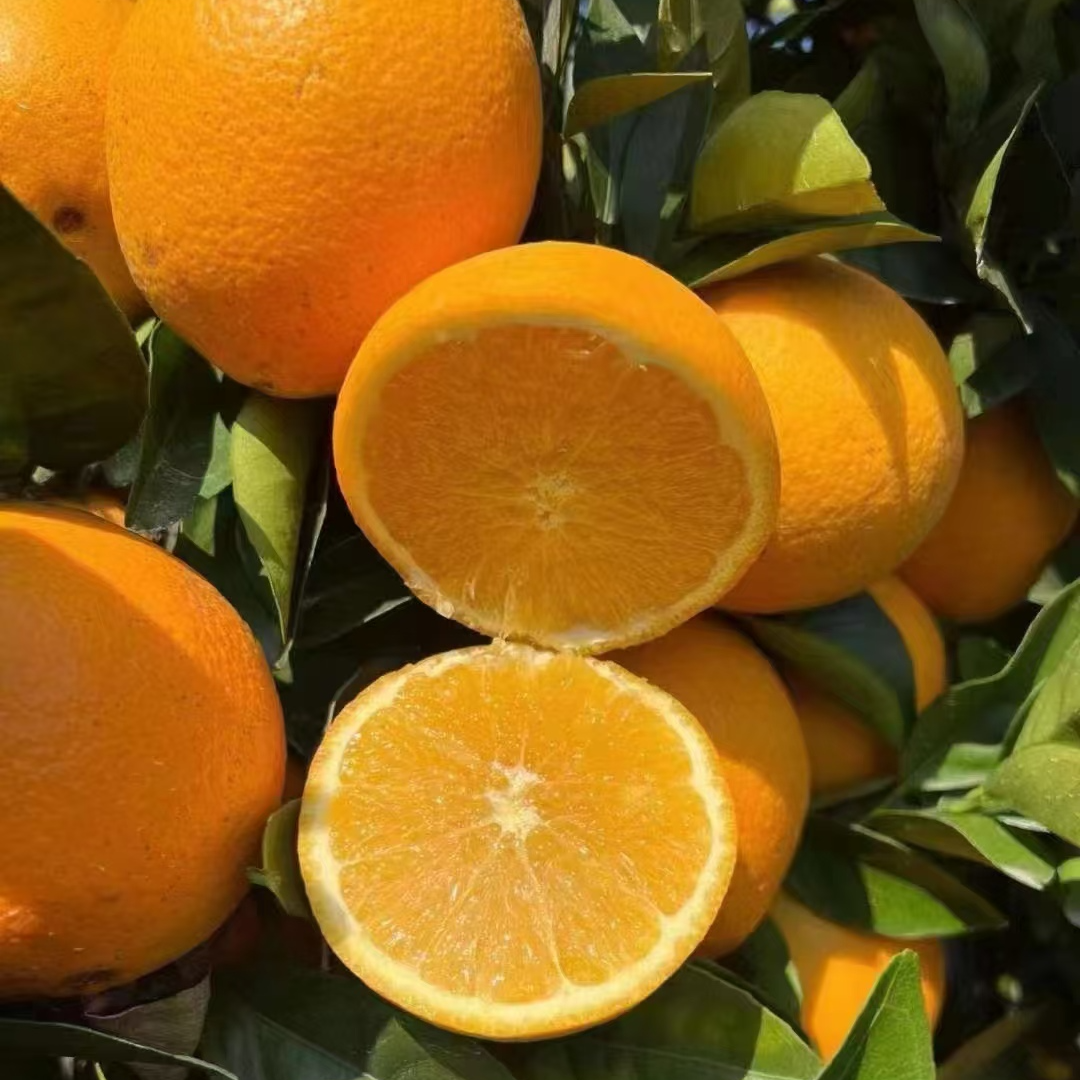 【赣州直发】正宗赣南脐橙5/10斤香甜爆汁新鲜应季水果橙子坏果包赔