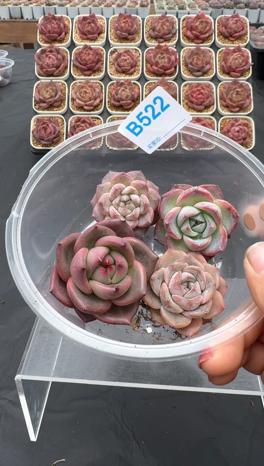 【闪购商品】522号一物一拍4-7cm包邮4颗