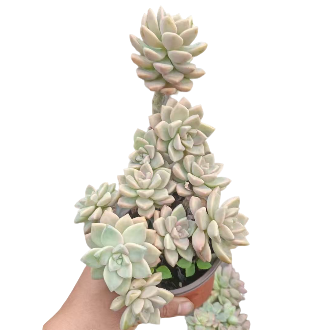 120#老桩小淡雪脱土（传承多肉）多肉植物室内绿植净化空气