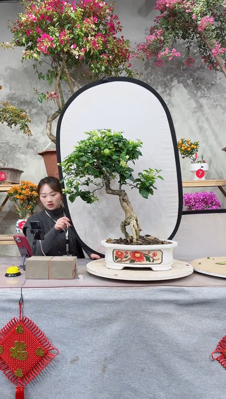 【闪购商品】盆景绿叶樱花