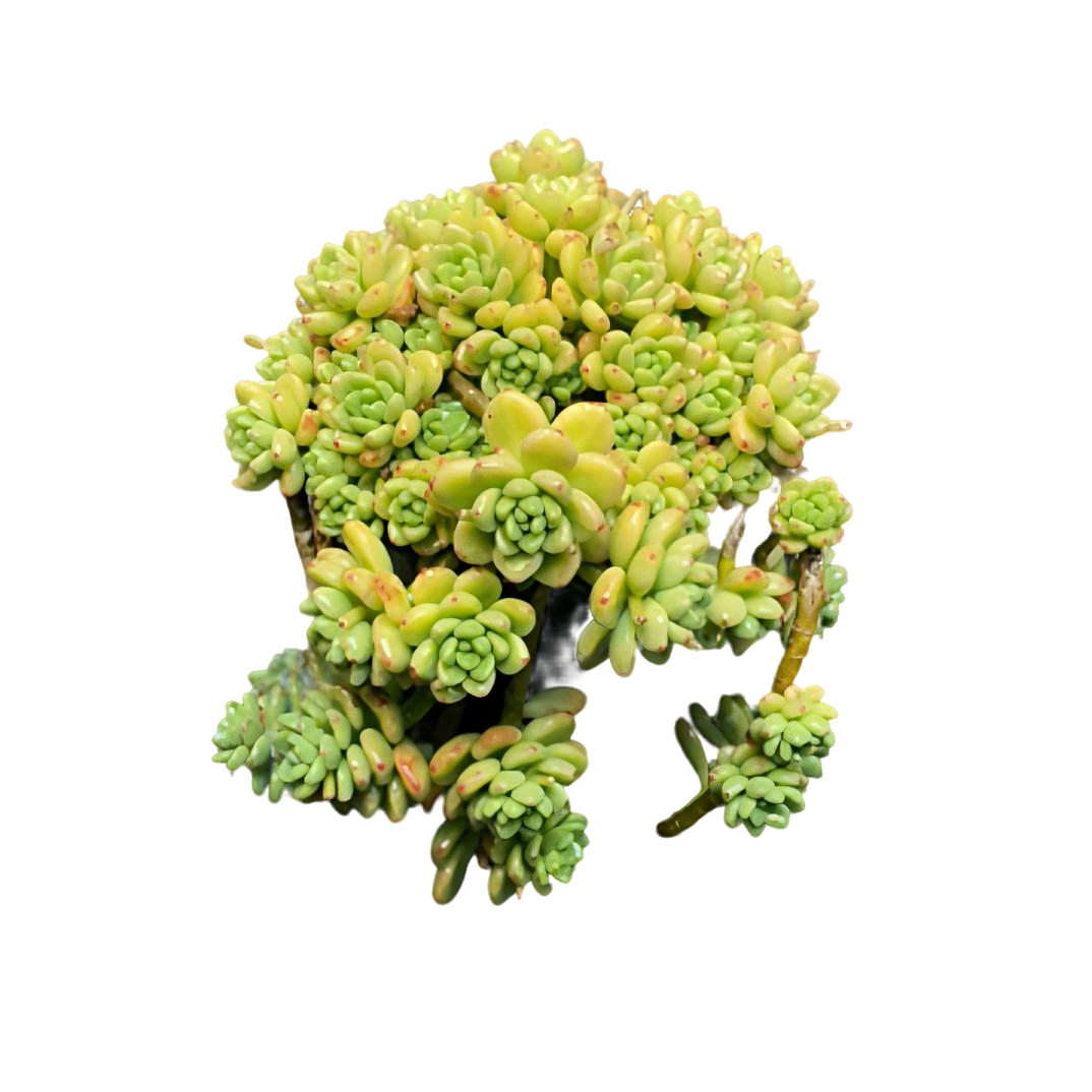 【香豆子】香味老桩精品盆栽控养飘枝造型多肉