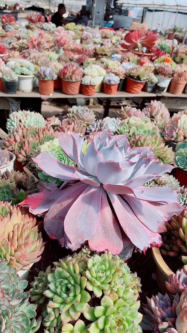 跃跃多肉植物12035