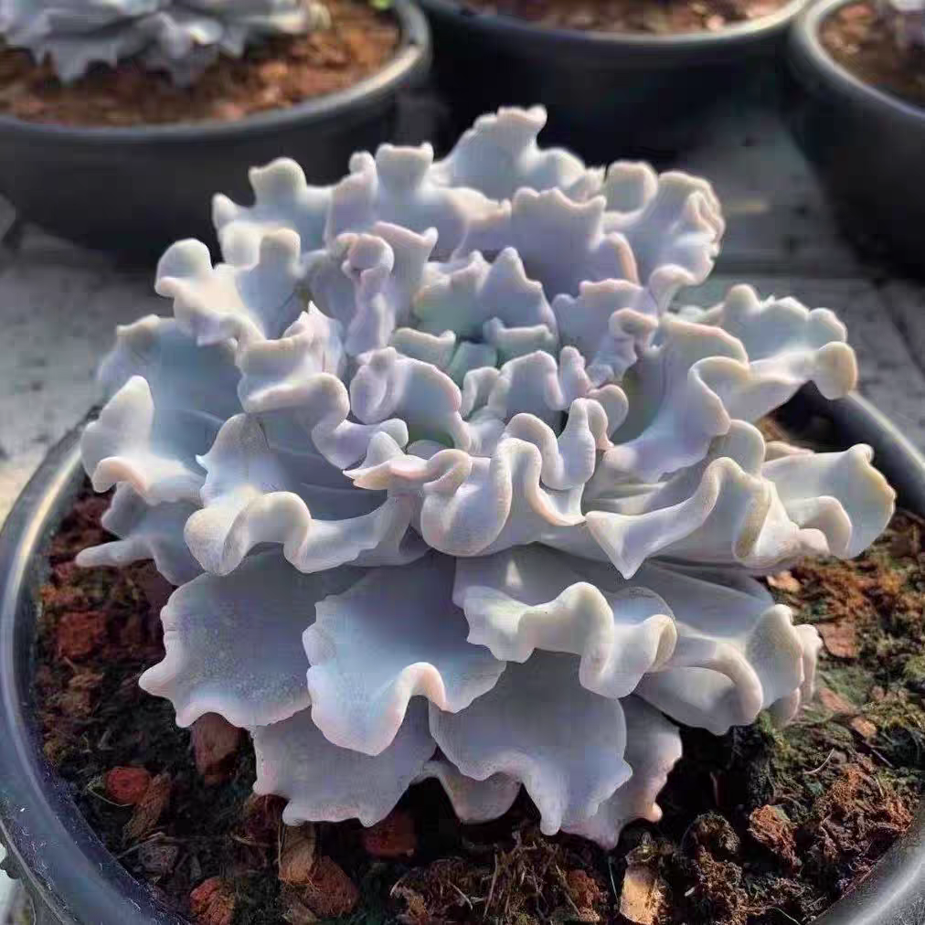 【满 9.9 包邮】白饺子皮6.5厘米盆多肉植物 以直播间介绍为准