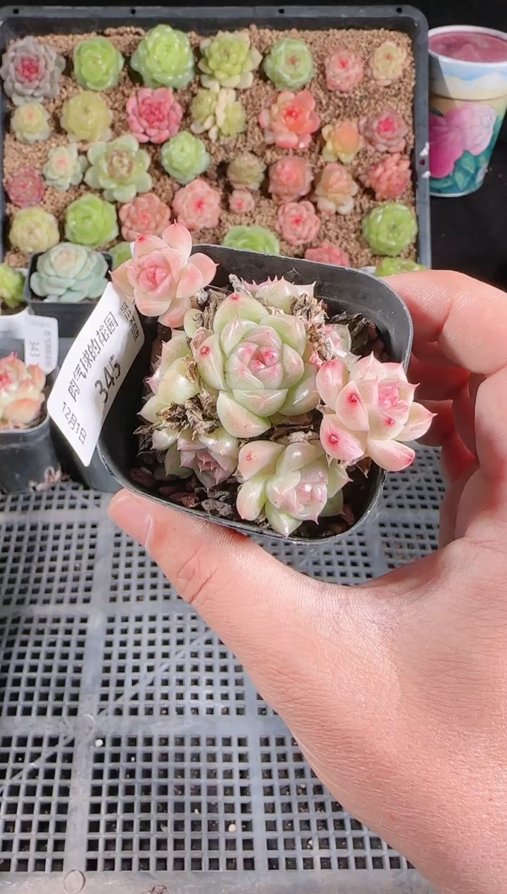  1201-345多肉群生不包整