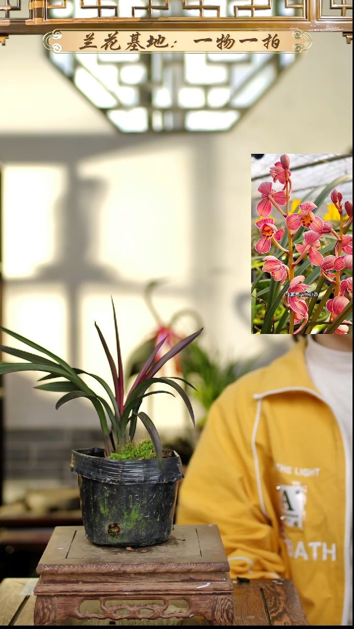 完全开放建兰红草红荷