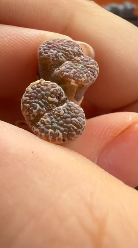 102超级无敌爆炸好看的美肉。。。。。