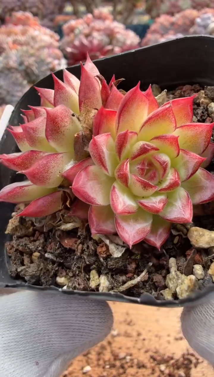 东云多肉园二店-311