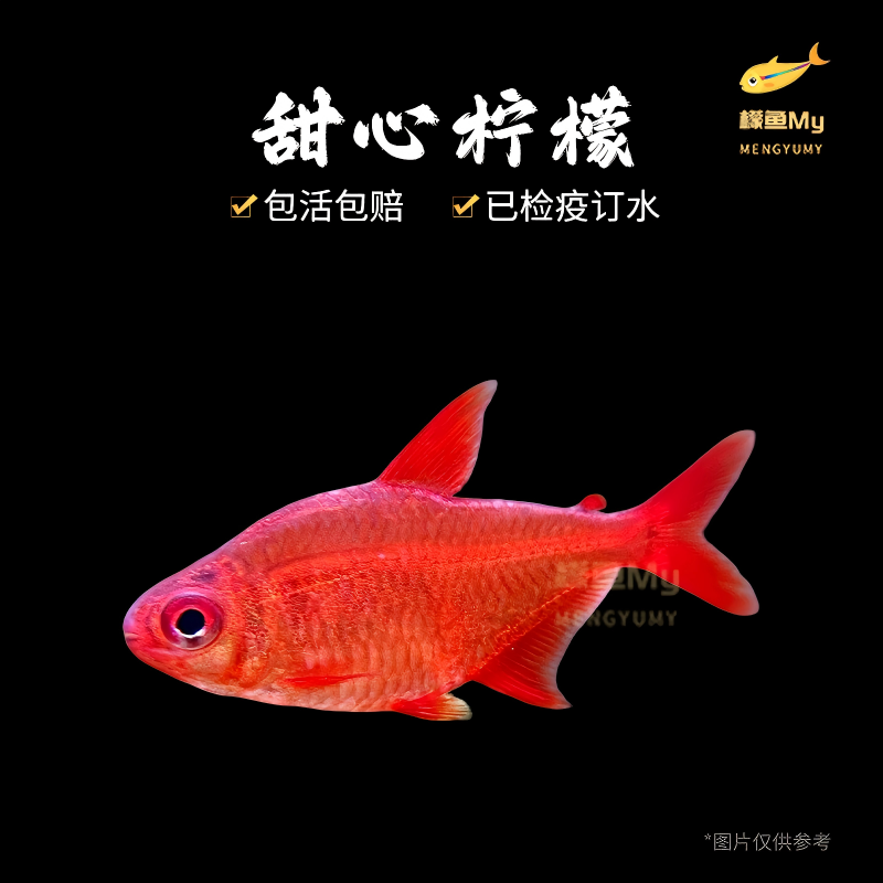 甜心柠檬活体超级淡水小型灯鱼热带观赏鱼热带鱼群游进口草缸