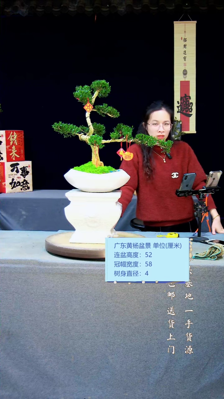 【闪购商品】雀舌黄杨盆景雀舌黄杨盆景