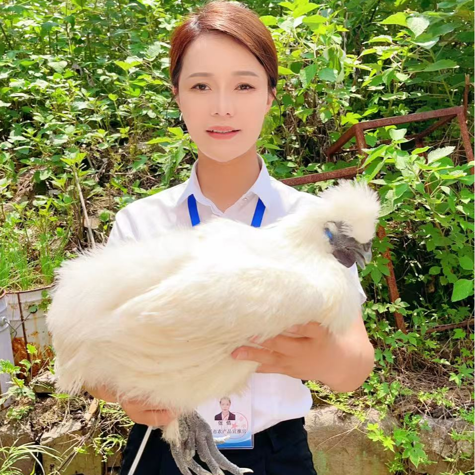 【助农现场】农家全粮散养乌鸡 人工现杀 顺丰包邮ZQ