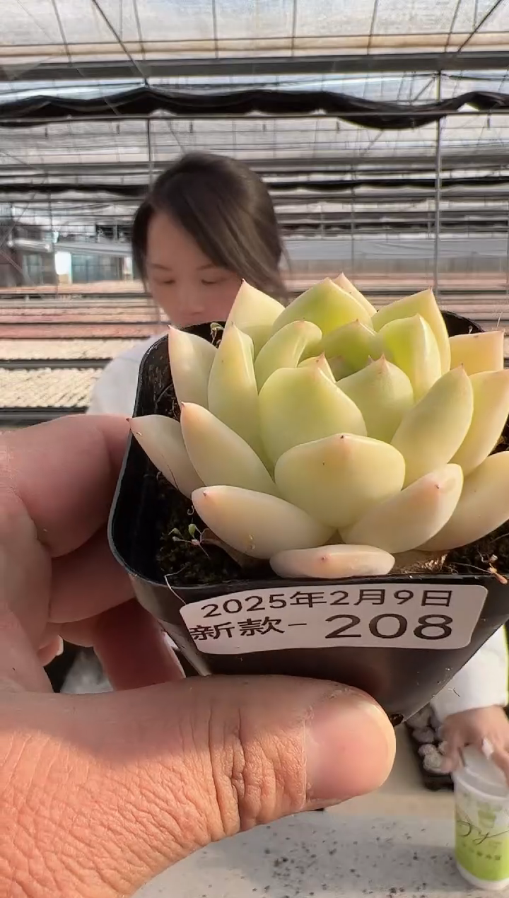 【闪购商品】新款多肉-208