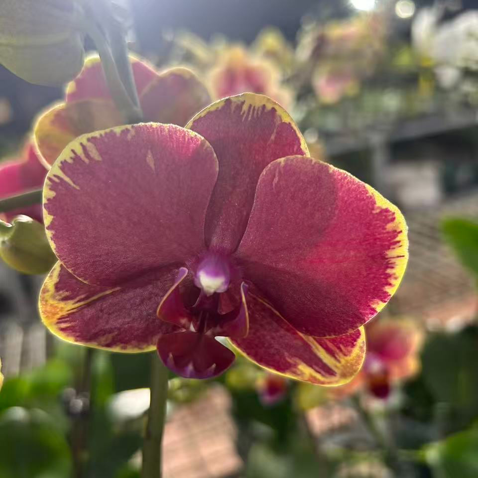 [花购]蝴蝶兰 金边吉祥 带花带花苞