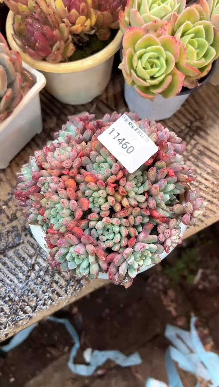 萌**教多肉植物义务一排11460