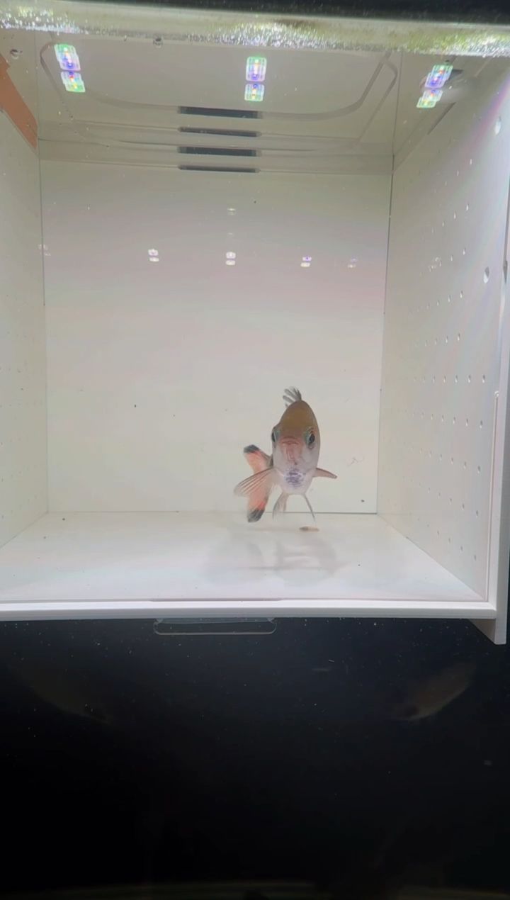 工具鱼紫红两点鲫