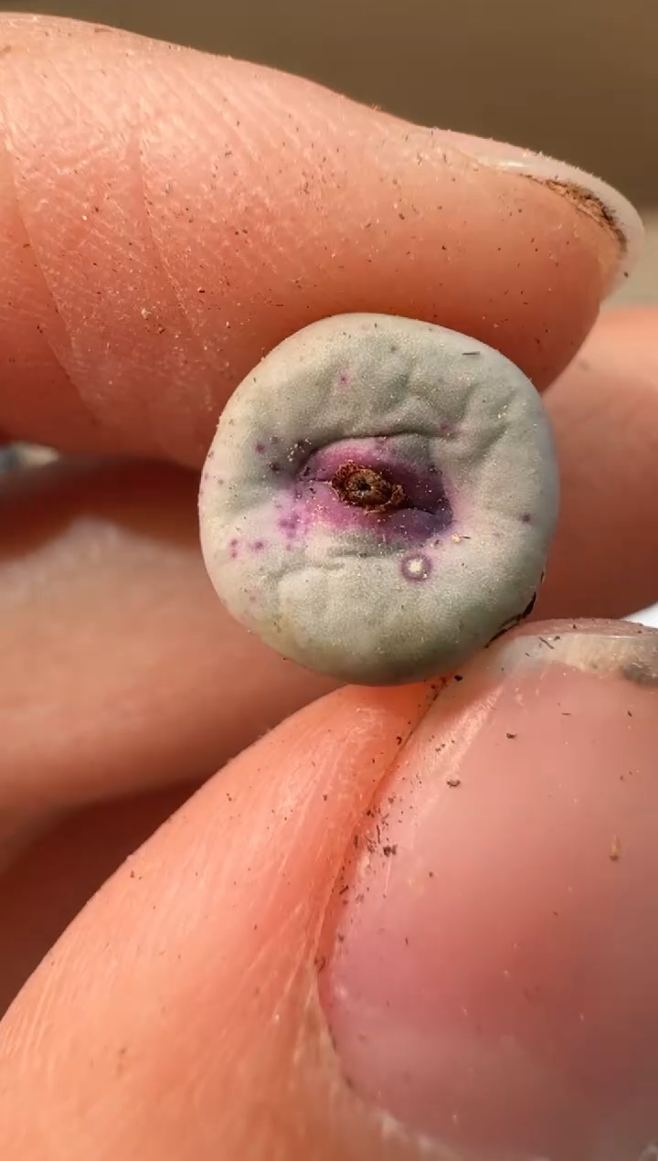 24-45多肉植物肉锥