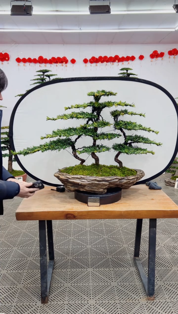 【闪购商品】盆景盆景