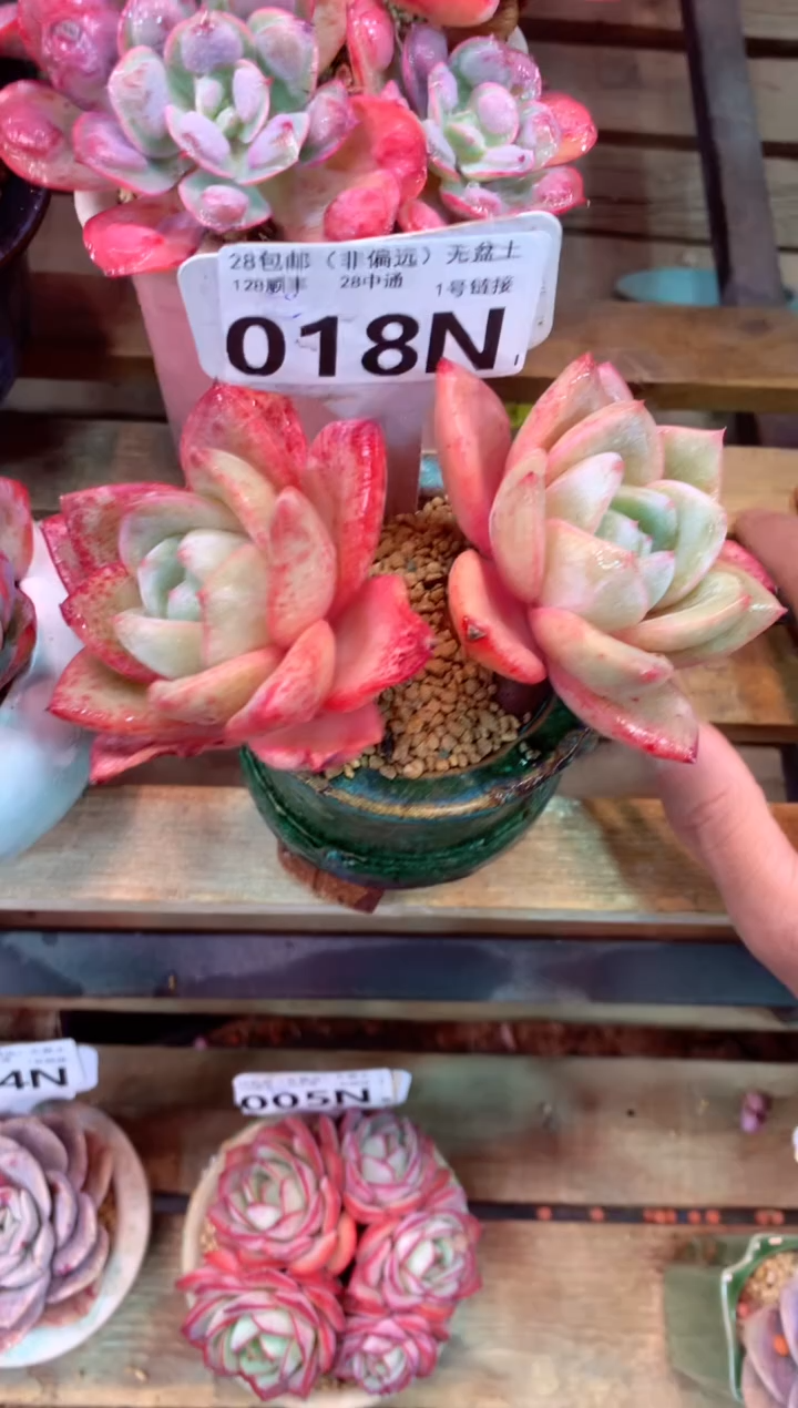 018N（一物一拍，精品多肉，所见即所得 ）