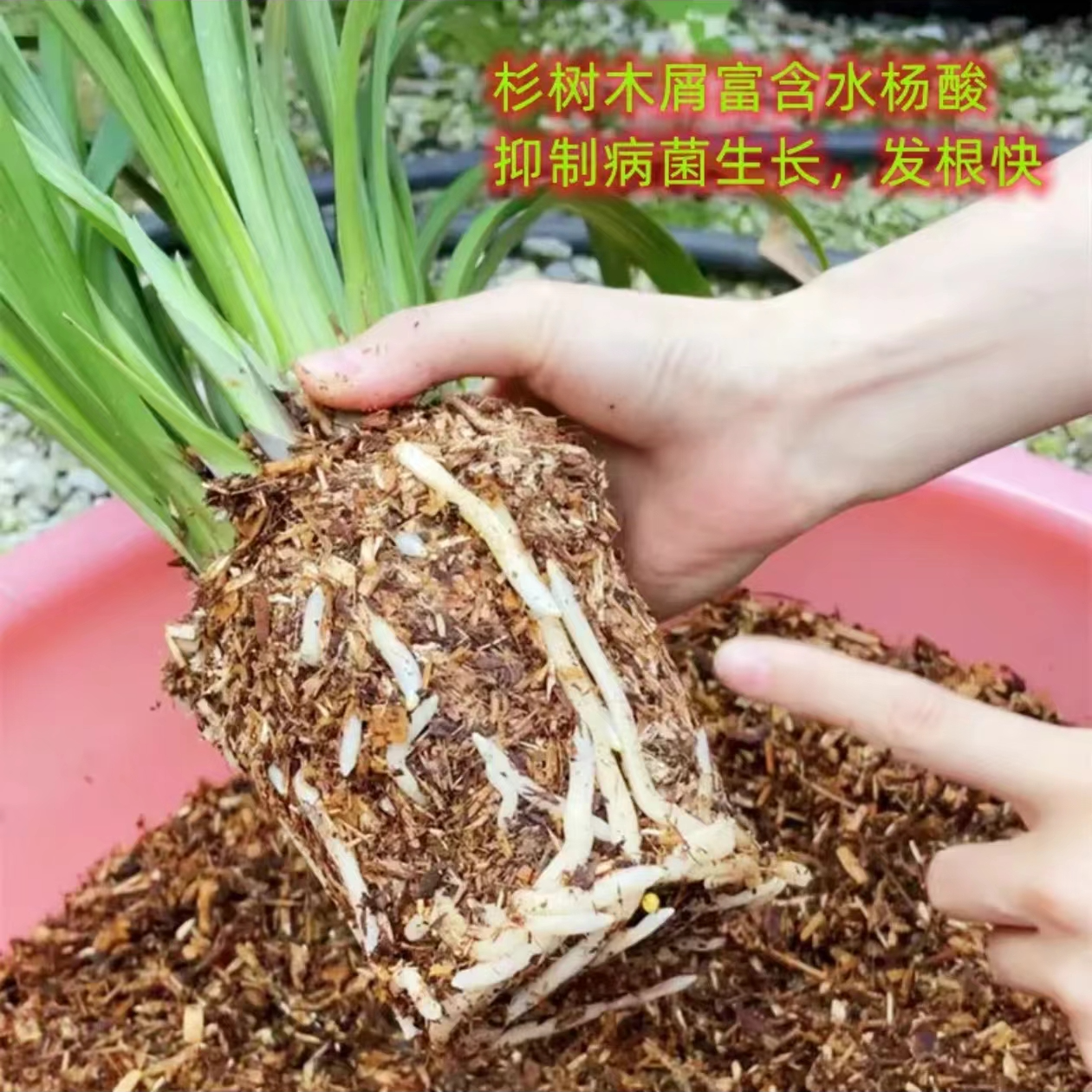 兰花（专用植料）所有植物通用