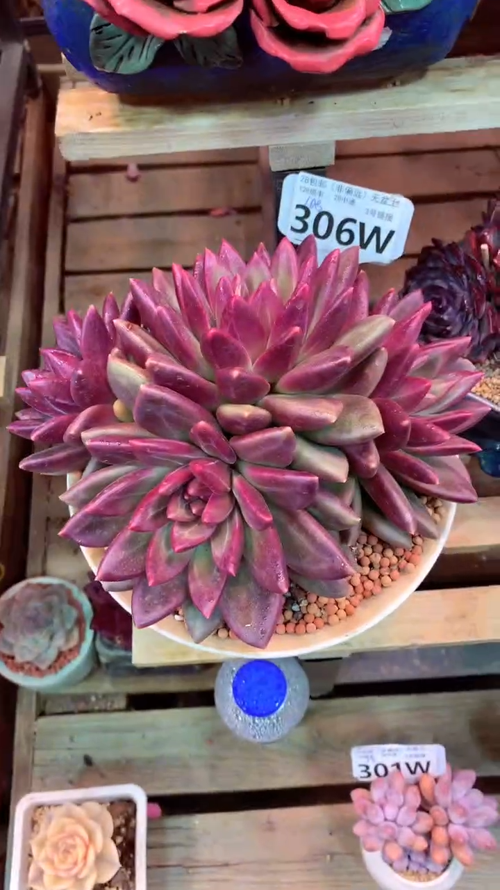 306W（一物一拍，精品多肉，w所见即所得 ）
