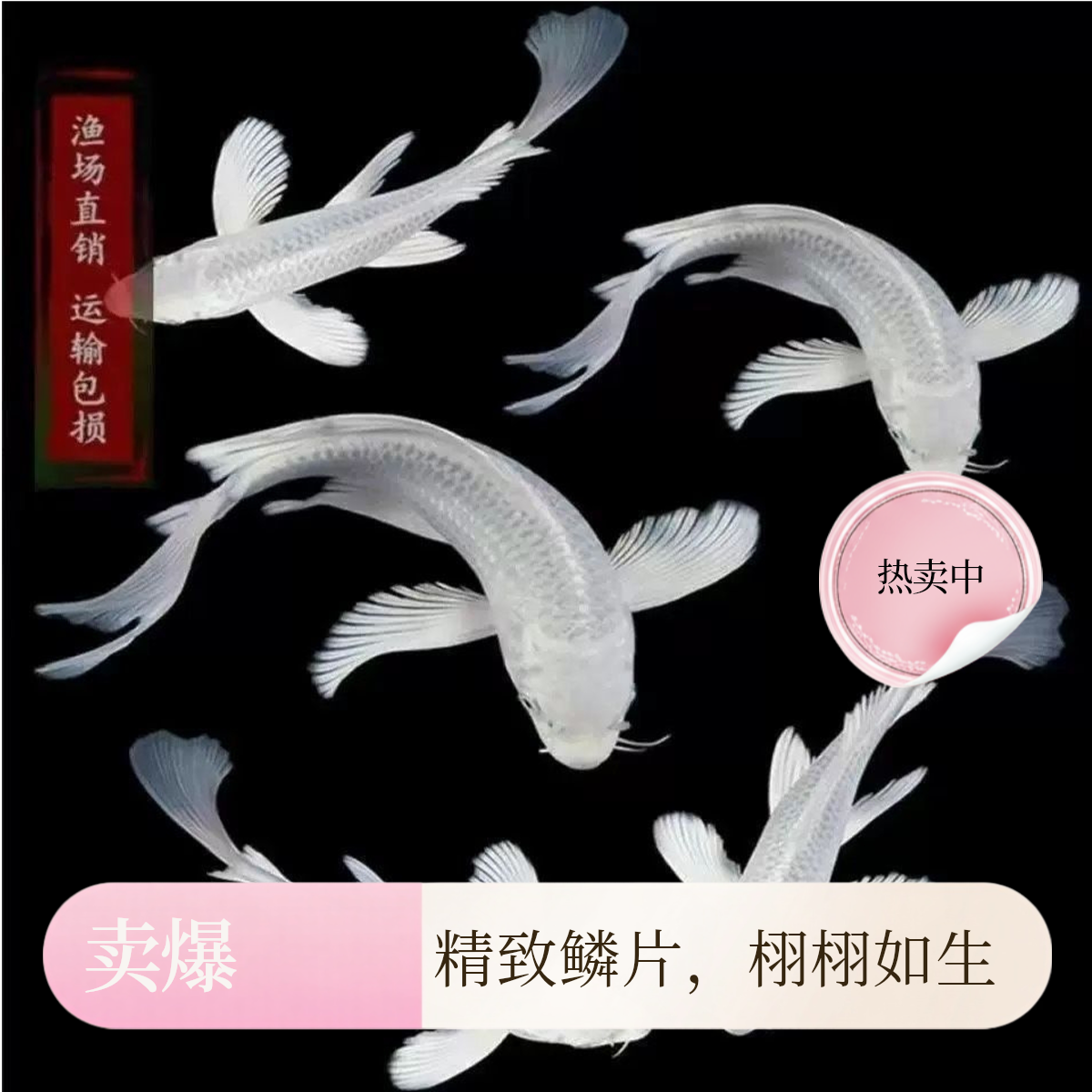 偏远链接锦鲤大锦鲤红白三色火鲤绯写丹顶观赏鱼