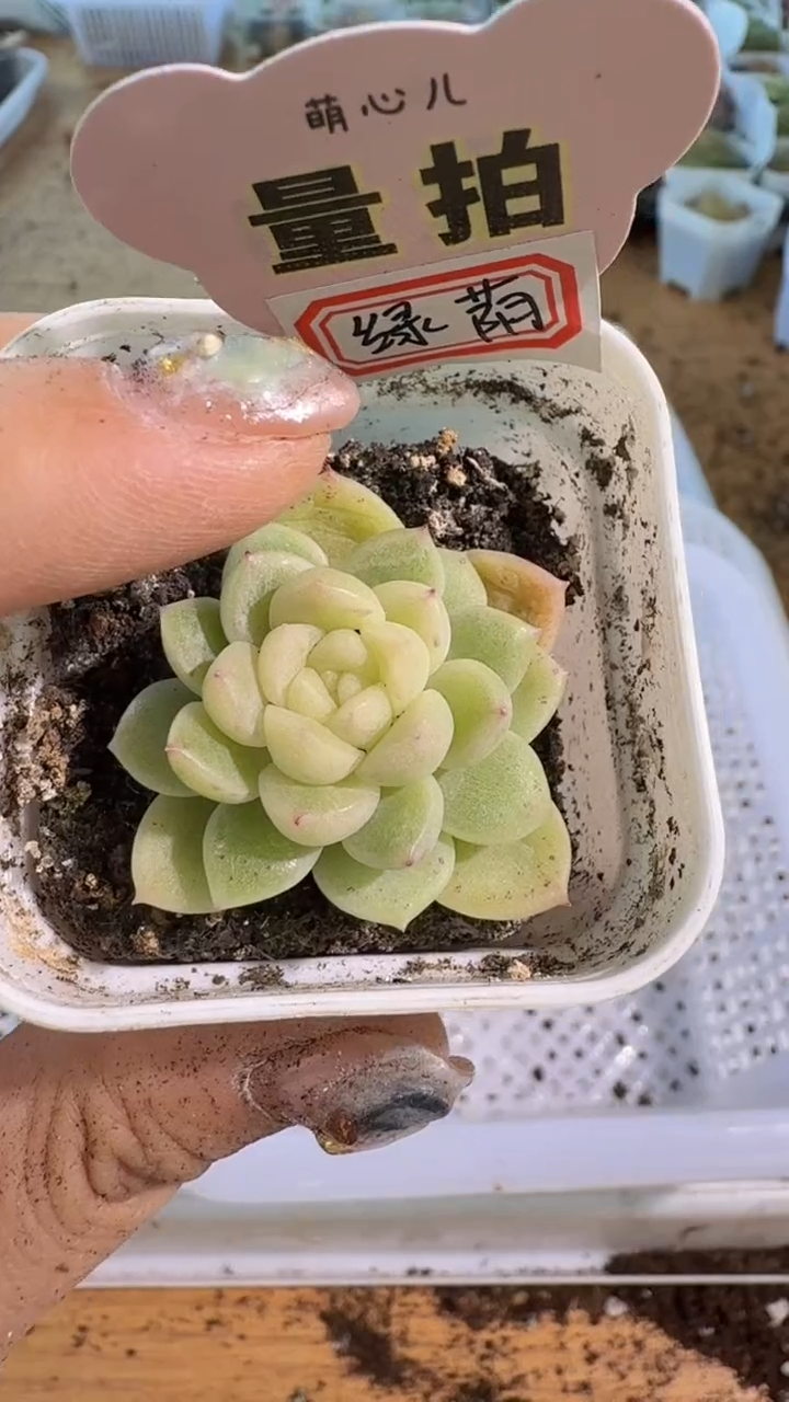 绿荫财富 五方一盆 单双混 量拍混发