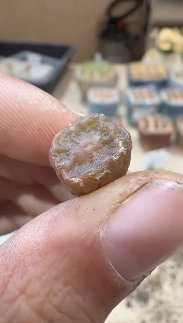 28-137多肉植物肉锥