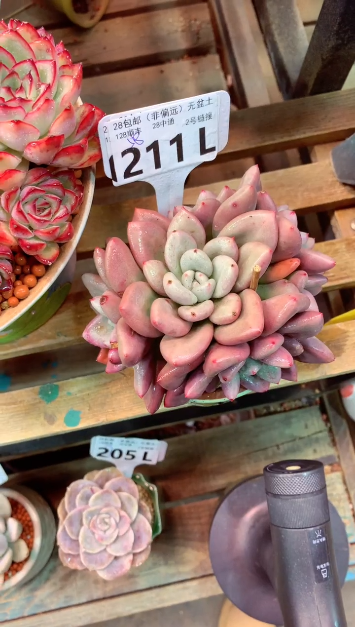 211L（一物一拍，精品多肉，所见即所得 ）