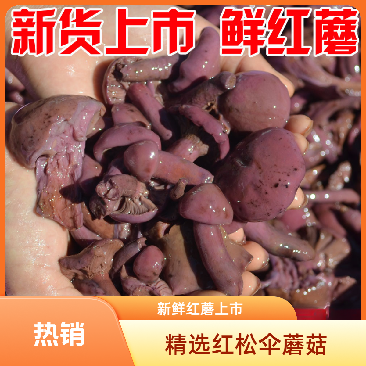 内蒙东北野生松树伞蘑菇红蘑菇新鲜焯水盐渍蘑菇食用前浸泡