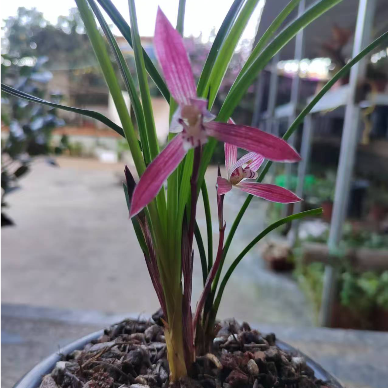 云南小花姐资源草一物一拍2号链接矮草多苗艺草