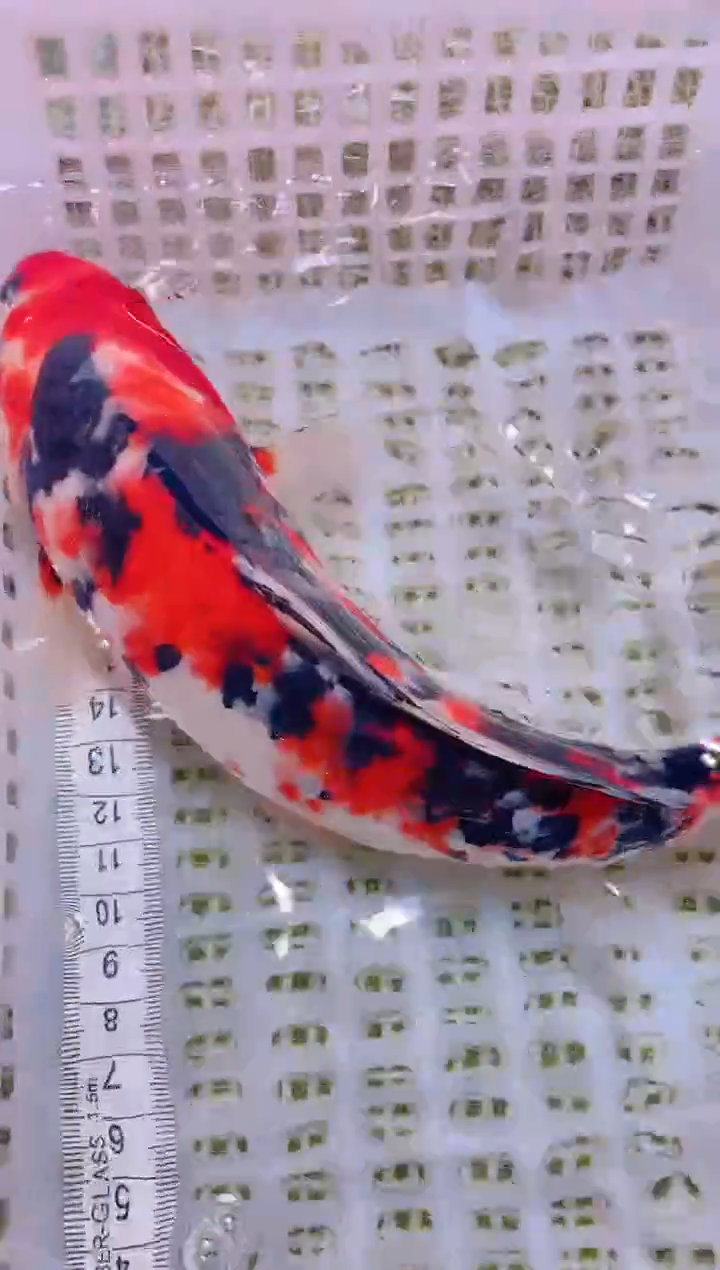 锦鲤冷水观赏鱼全场包邮108