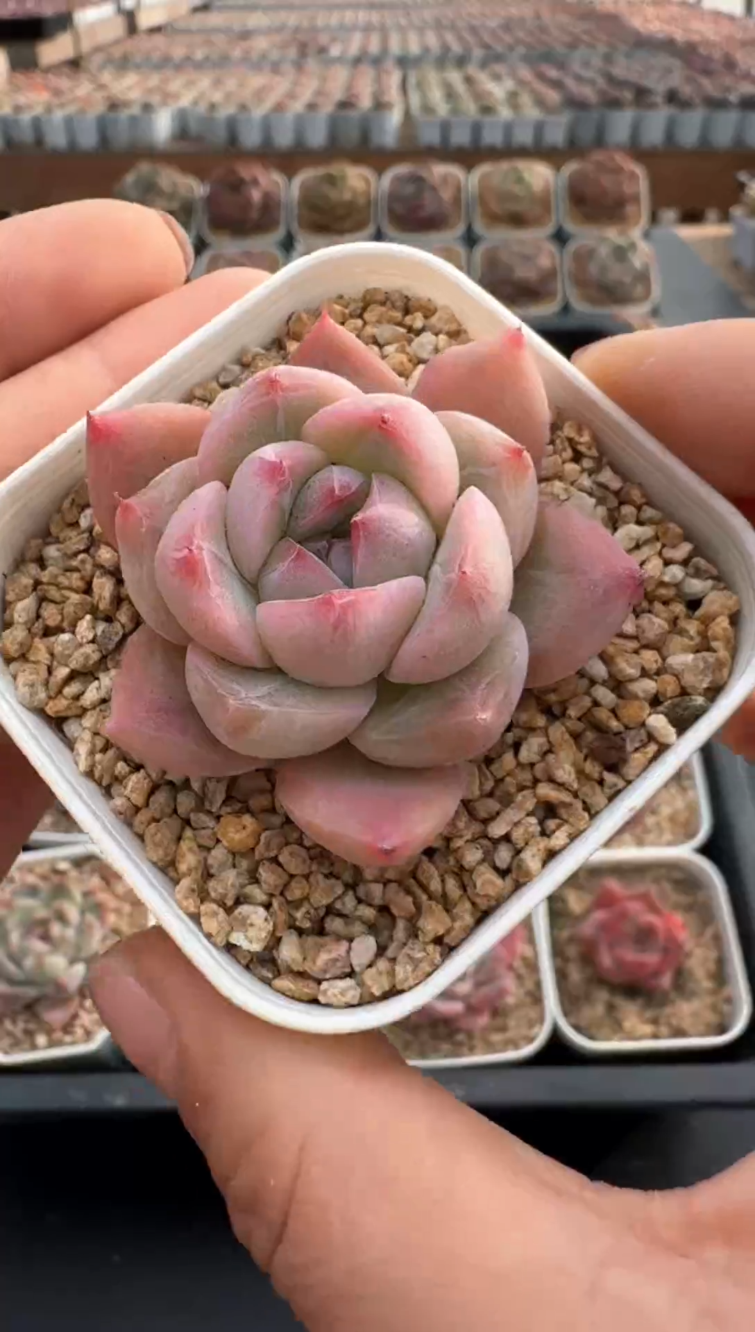 【闪购商品】847E号一物一拍多肉花卉植物3颗起发