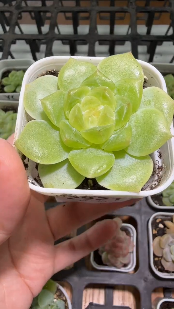 2921  谪仙多肉植物