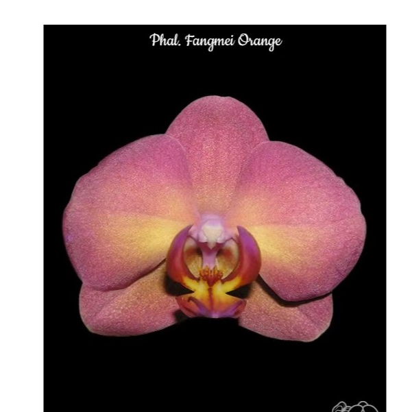 【phal.Fangmei Orange】2.5寸抽梗苗 台湾品种蝴蝶兰 