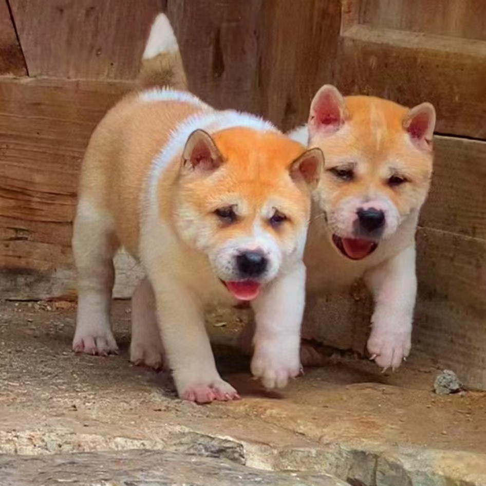 【广西小彬猎犬田园犬】狗狗活体通用链接。