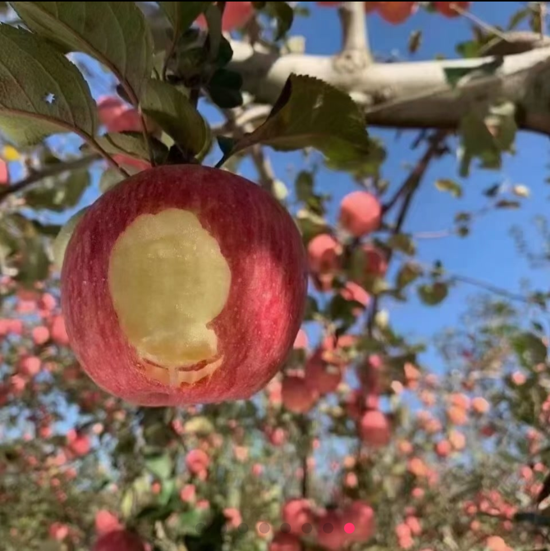 红富士苹果75#80#85#往上大小混装，现摘现发