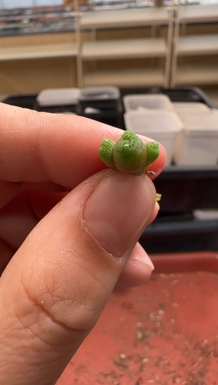 【闪购商品】13-109