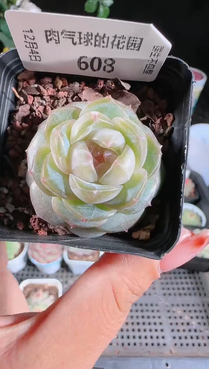 1204-608若画多肉群生不包整